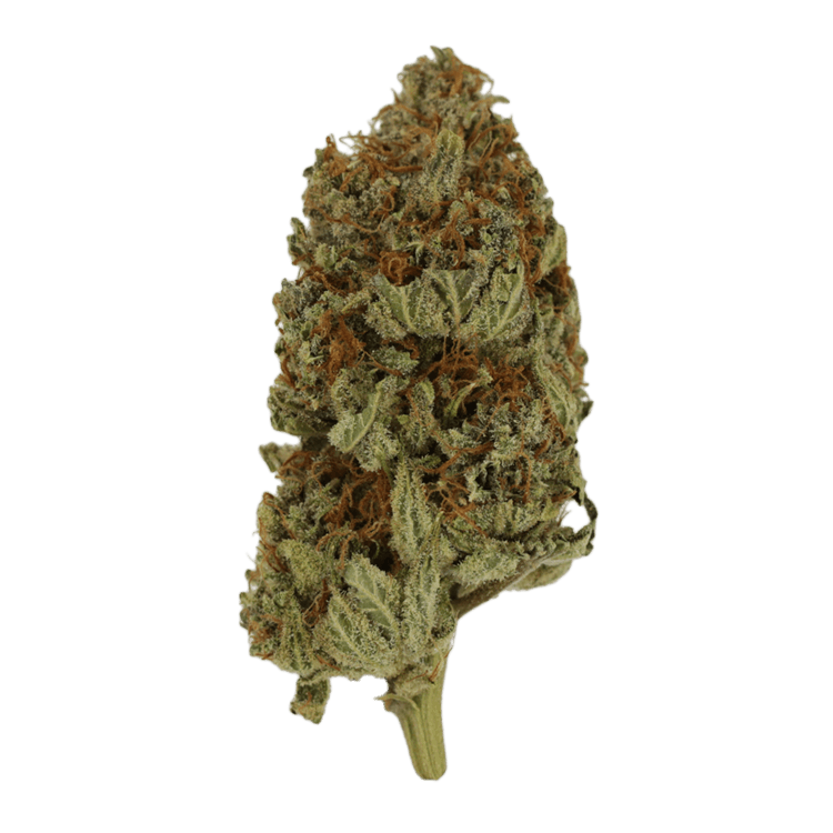 Congo | BC Weed Edible Canada Congo | BC Weed Edible Canada