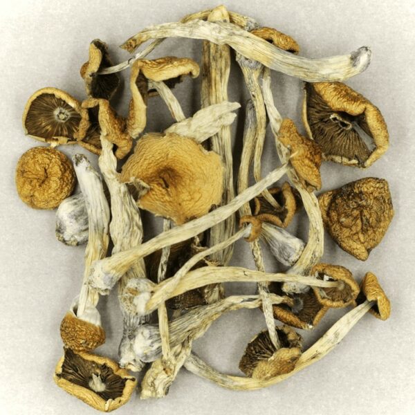 Psilocybe Cubensis Mexicana | BC Weed Edible Canada