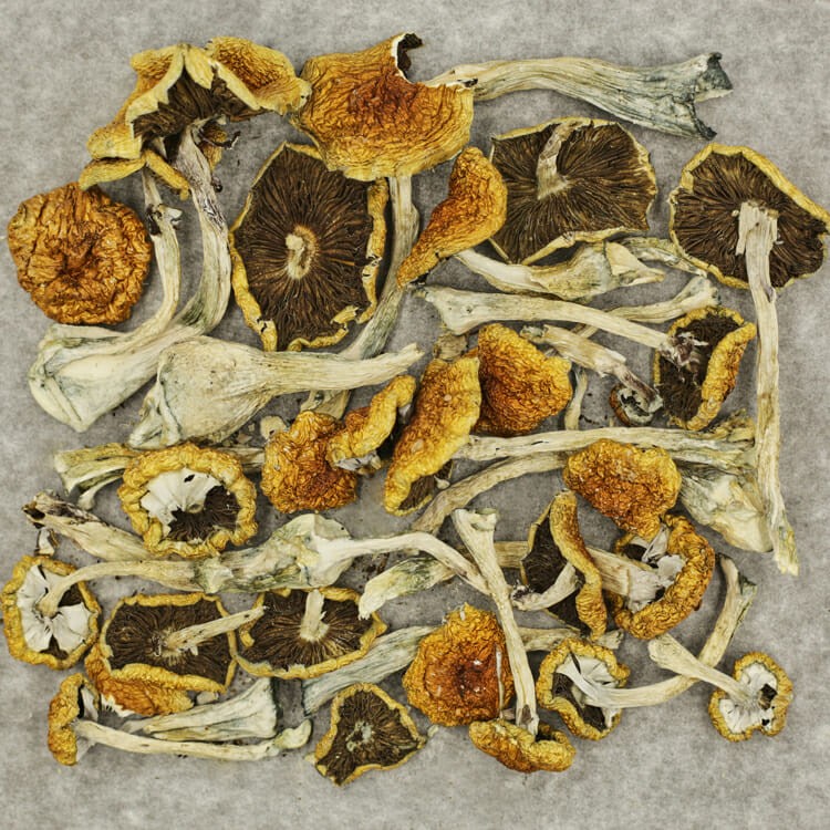 Tanam Negara | BC Weed Edible Canada Tanam Negara | BC Weed Edible Canada