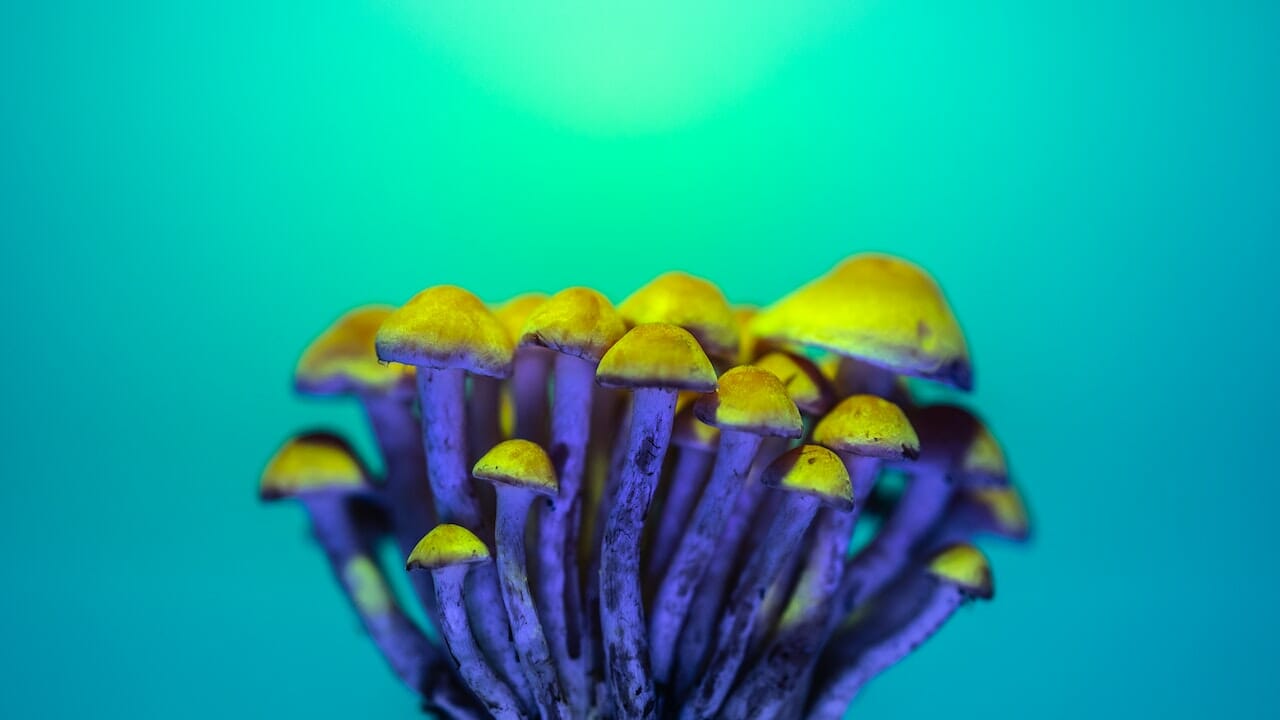 Exploring Psychedelic Chemistry: The Potential of LSD-infused Edibles