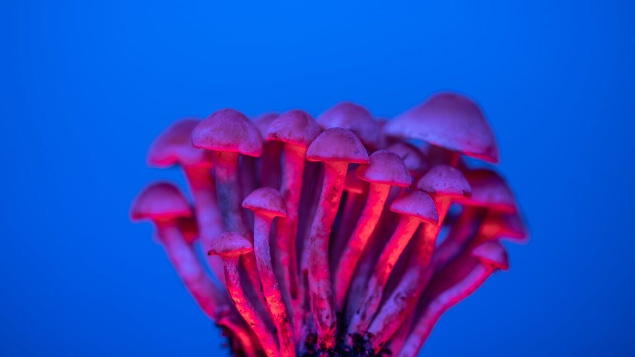 Delivery of Shrooms for Boosting Cognition: A Deep Dive into the Advantages of Nootropics