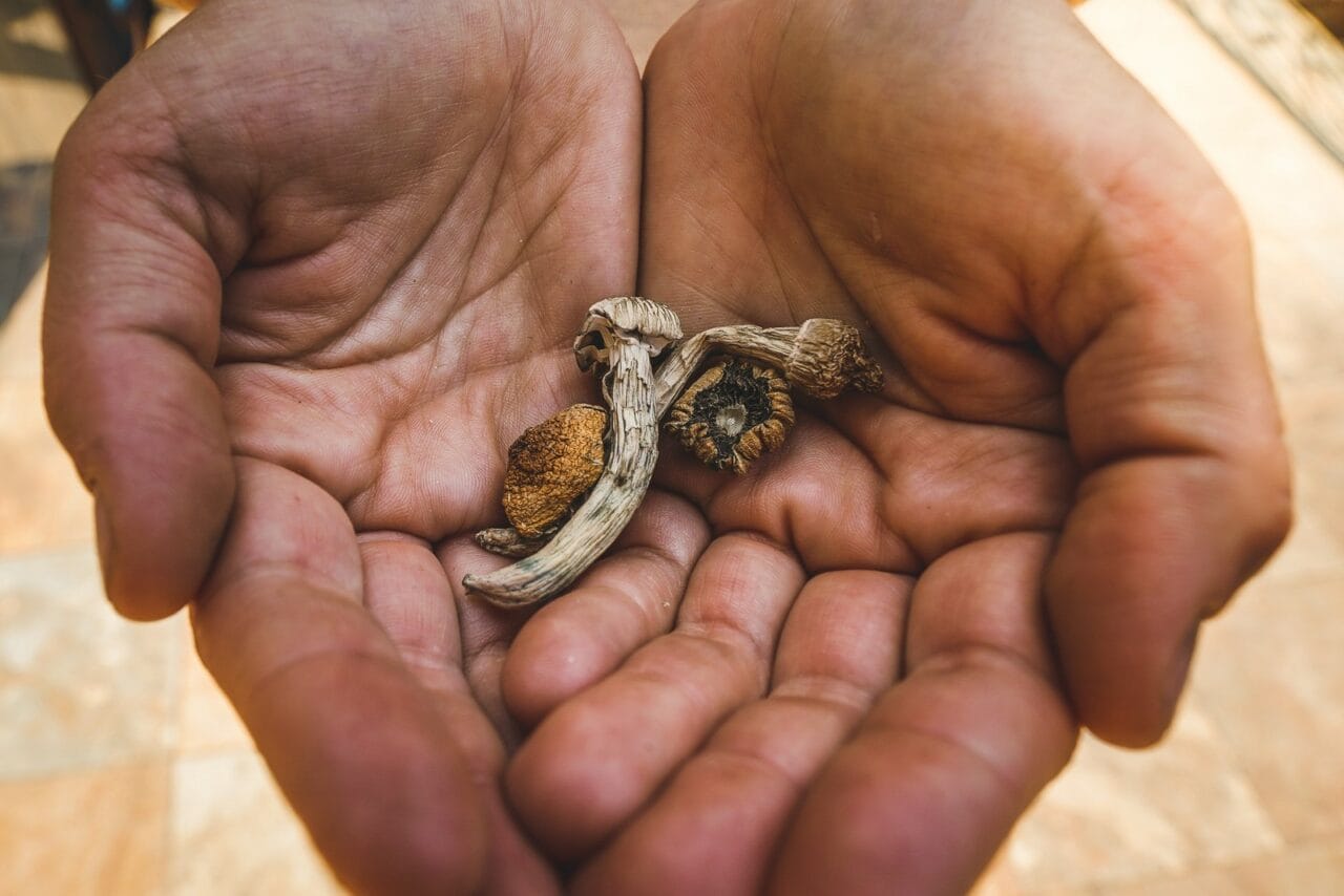 What’s the Comparison Between Dried Mushrooms and Other Psychedelics?
