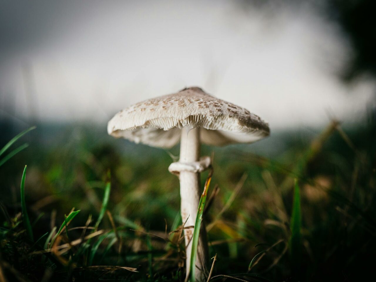 What Complements White Monster Magic Mushrooms for an Improved Experience?