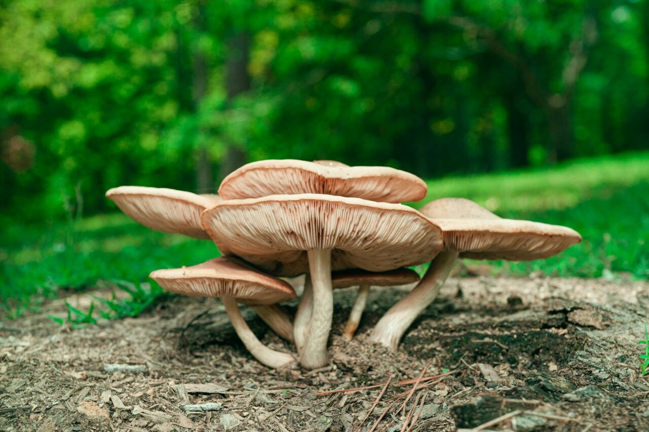 Experienced the Big Daddy Mushroom during a Hike – A Perfect 10/10, Would Definitely Repeat