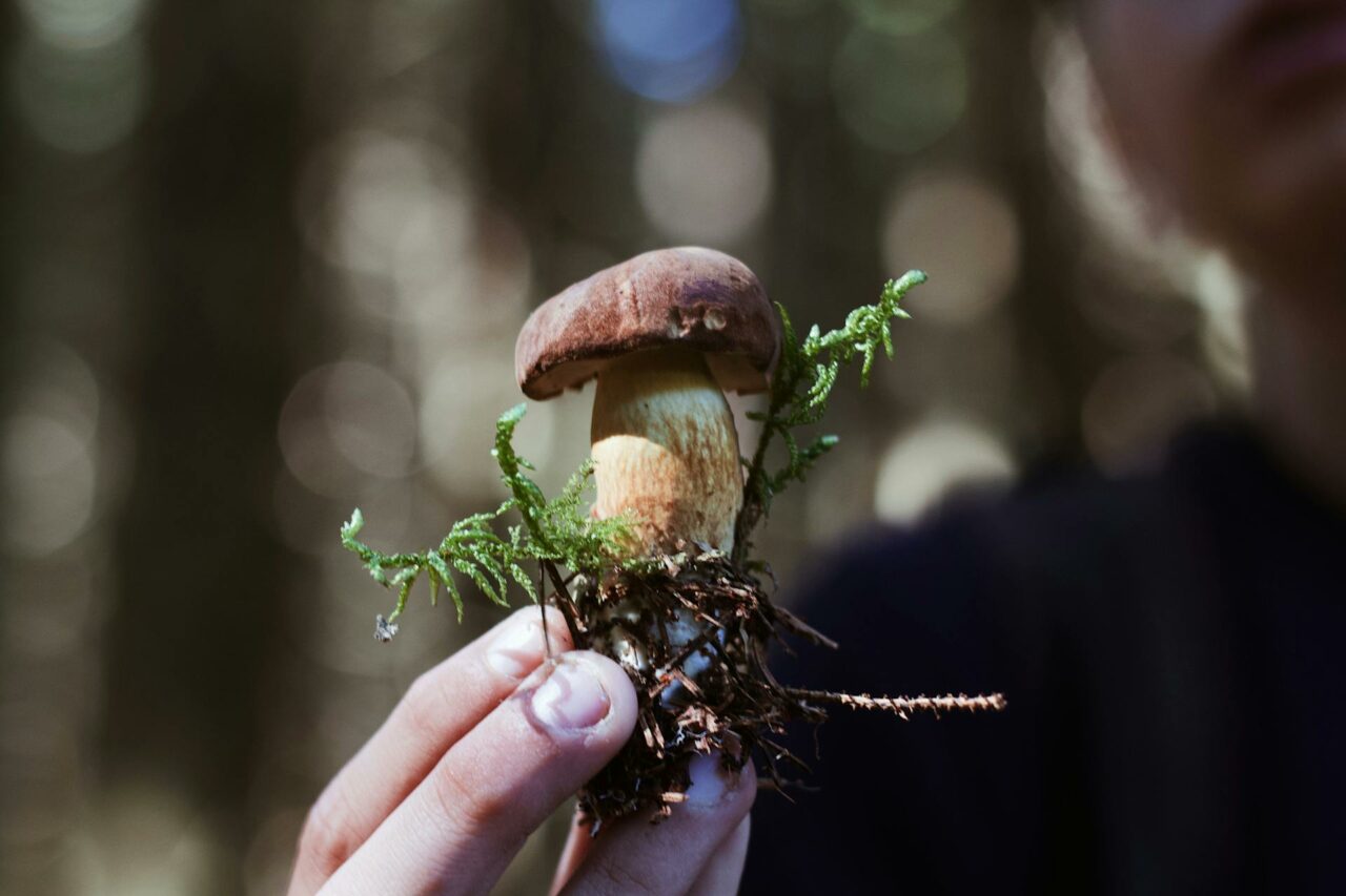 Purchasing Psychedelic Mushrooms Online? A Retired Individual Regrets Not Utilizing Psilocybin 45 Years Earlier