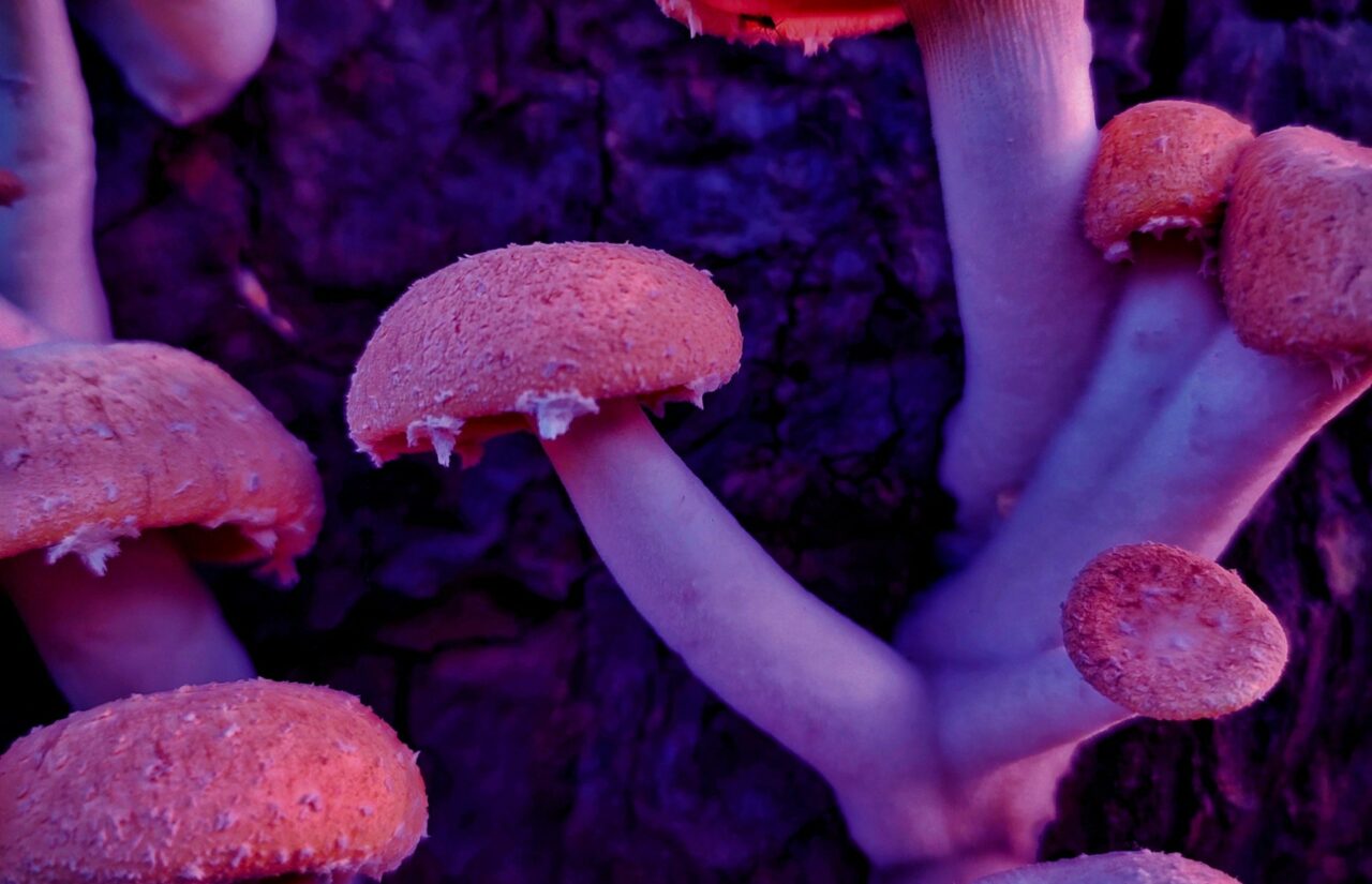 How Psilocybin, Obtained from a Mushroom Dispensary, Could Transform Minds Burdened by Shame Related to HIV